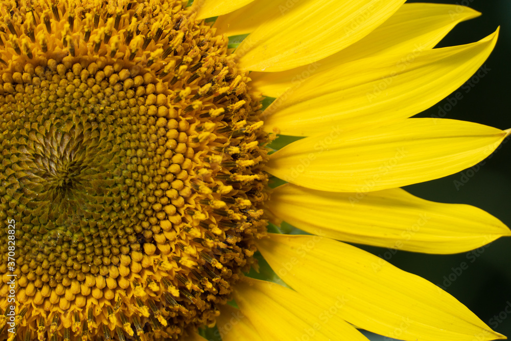 Beautiful sunflowers blooming on the field. Beautiful sunflowers blooming on the field.