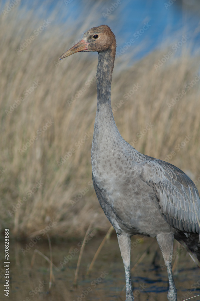 Fototapeta premium Juvenile common crane Grus grus. Gallocanta Lagoon Natural Reserve. Aragon. Spain.