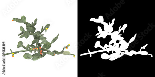 Top view of tree (Opuntia Ficus Indica) png with alpha channel to cutout 3D rendering. For forest and nature compositing.	
