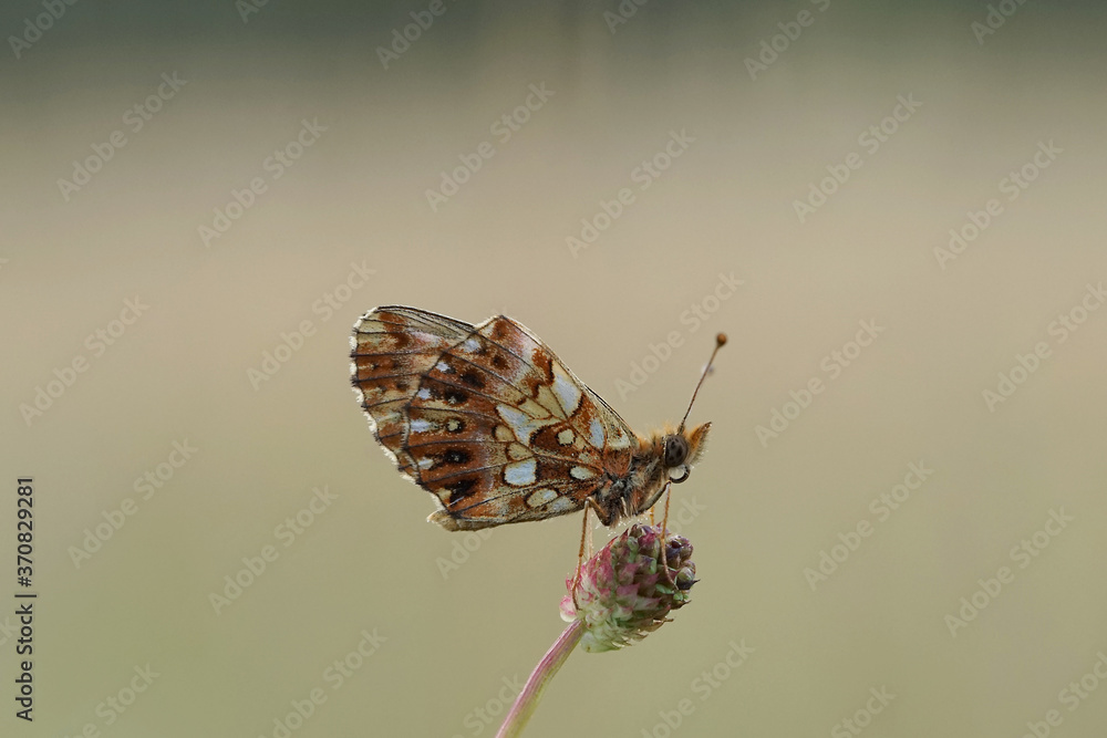 Schmetterling - Kleiner Perlmuttfalter auf einer Bläute Schmetterling - Kleiner Perlmuttfalter auf einer Bläute
