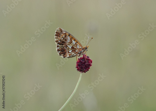 Schmetterling - Kleiner Perlmuttfalter auf einer Bläute © Revilo Lessen