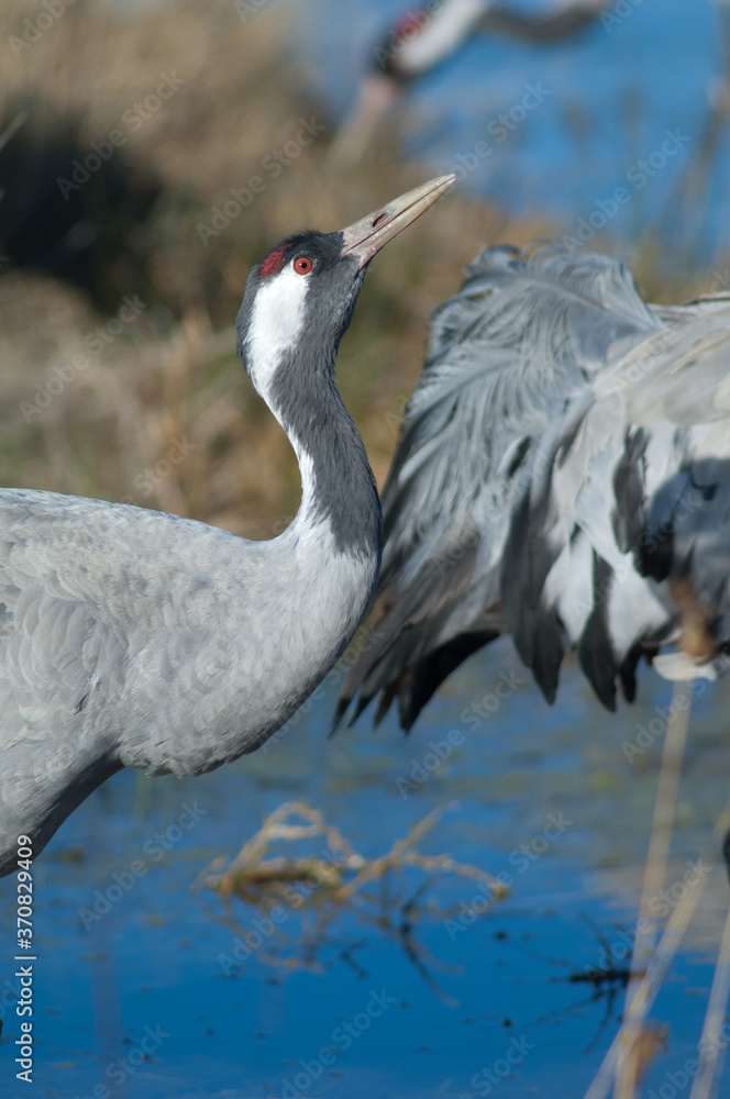 Fototapeta premium Common crane Grus grus drinking water. Gallocanta Lagoon Natural Reserve. Aragon. Spain.