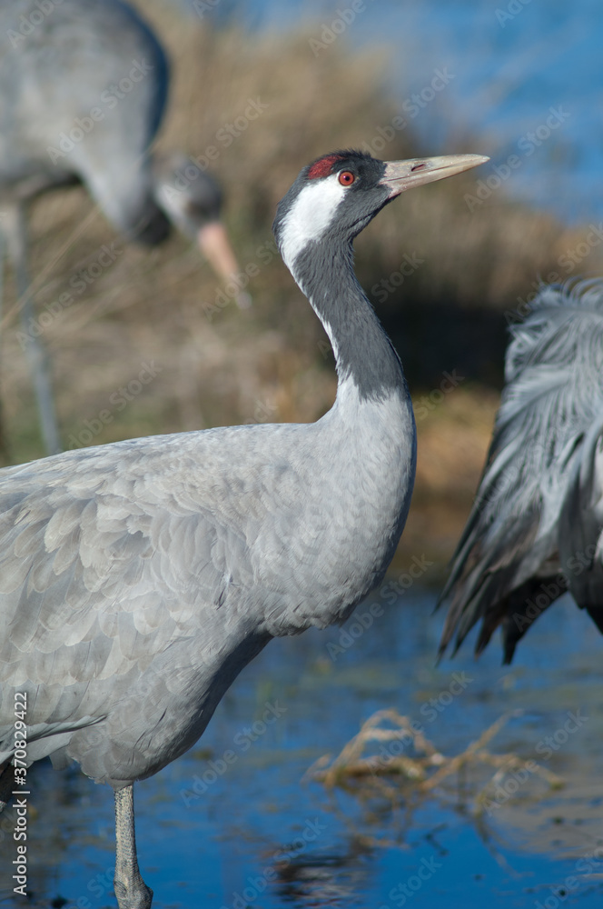 Fototapeta premium Common crane Grus grus. Gallocanta Lagoon Natural Reserve. Aragon. Spain.