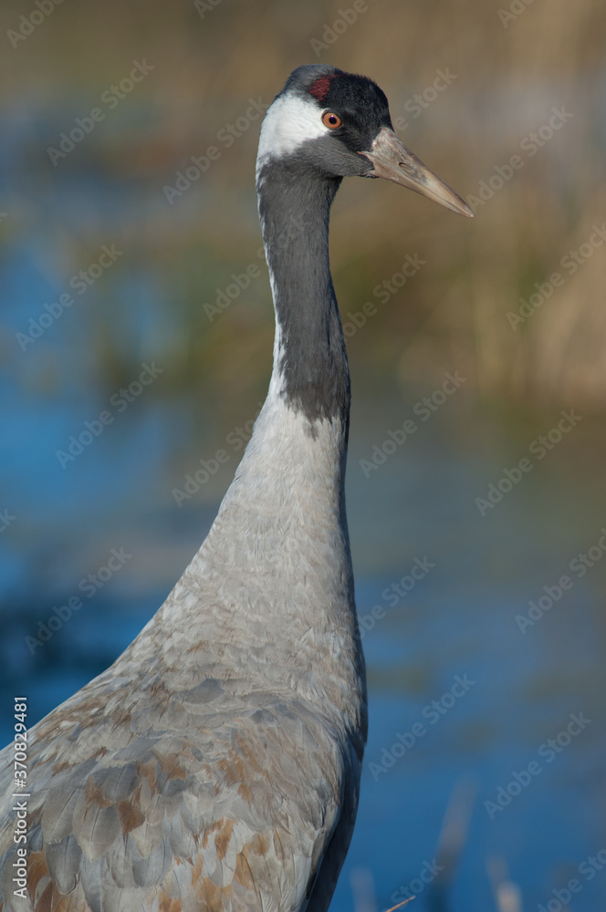 Naklejka premium Common crane Grus grus. Gallocanta Lagoon Natural Reserve. Aragon. Spain.