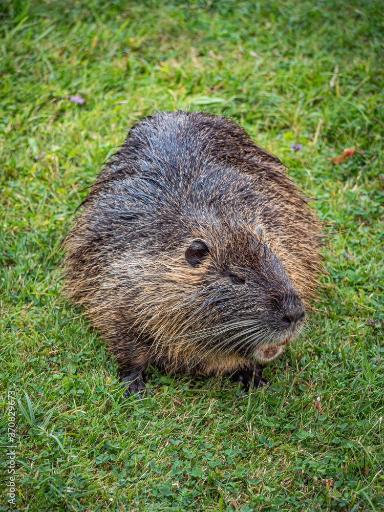 Nutria Nutria