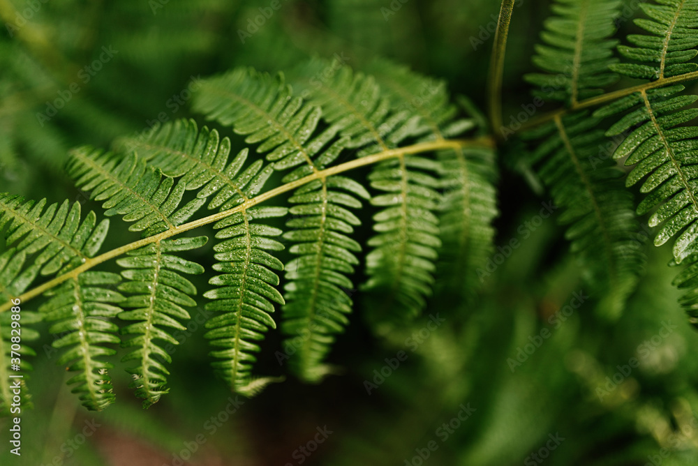 From above woods with various plants in dark forest From above woods with various plants in dark forest