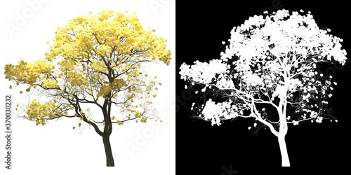 Front view of tree (Tabebuia Chrysantha) png with alpha channel to cutout 3D rendering. For forest and nature compositing.	