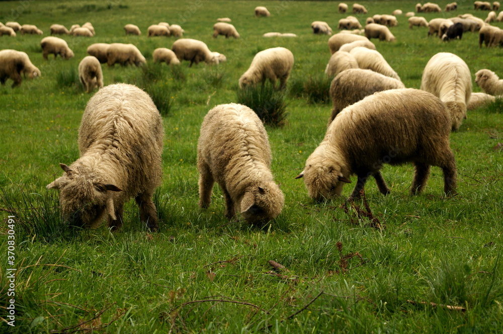 Fototapeta premium sheep in the field