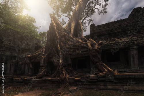 Low angle of wonderful scenery of aged Buddhist temple covered with huge tree roots and located in jungles in Cambodia