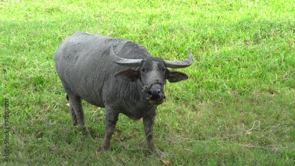 Big buffalo is eating grass in the beautiful green field near old city of Hoi An, Vietnam Big buffalo is eating grass in the beautiful green field near old city of Hoi An, Vietnam