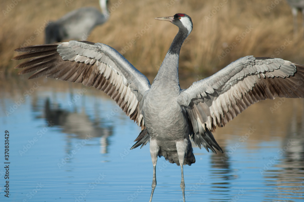 Fototapeta premium Common crane Grus grus spreading its wings. Gallocanta Lagoon Natural Reserve. Aragon. Spain.