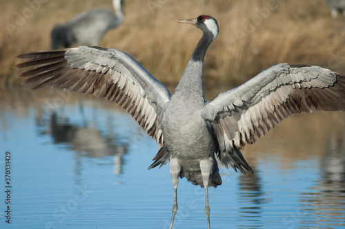 Common crane Grus grus spreading its wings. Gallocanta Lagoon Natural Reserve. Aragon. Spain.