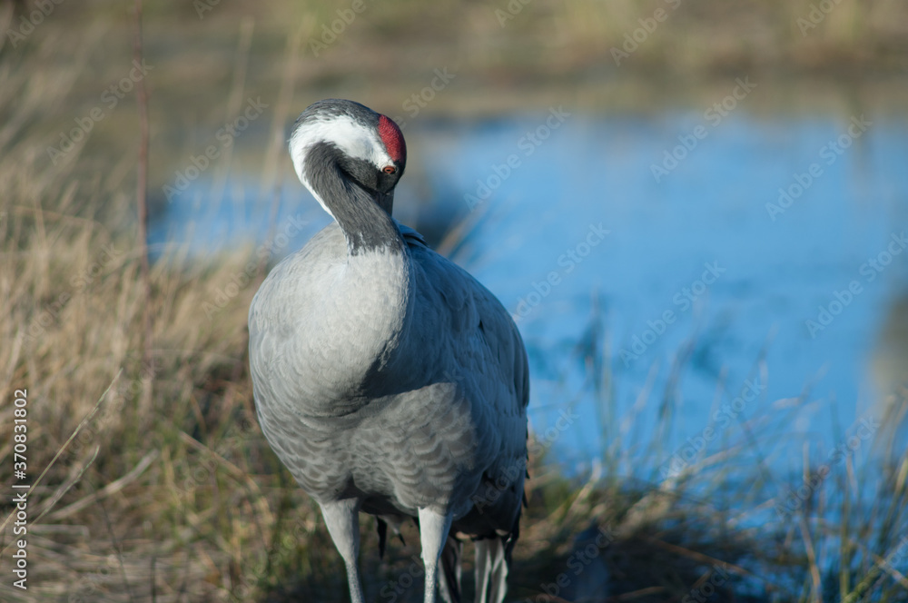 Fototapeta premium Common crane Grus grus preening. Gallocanta Lagoon Natural Reserve. Aragon. Spain.