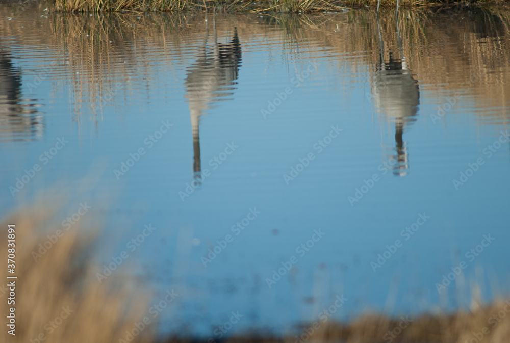 Common cranes Grus grus reflected in a lagoon. Gallocanta Lagoon Natural Reserve. Aragon. Spain. Common cranes Grus grus reflected in a lagoon. Gallocanta Lagoon Natural Reserve. Aragon. Spain.