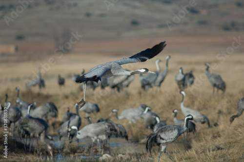 Common crane Grus grus taking flight. Gallocanta Lagoon Natural Reserve. Aragon. Spain. © Víctor