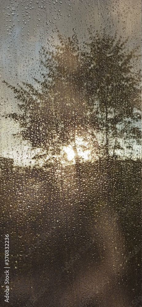 Tree and sunset through the mesh with raindrops