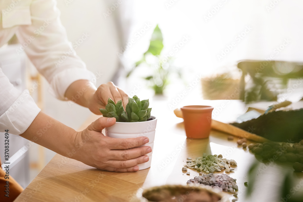 Woman with succulent plant at home, closeup. Engaging hobby