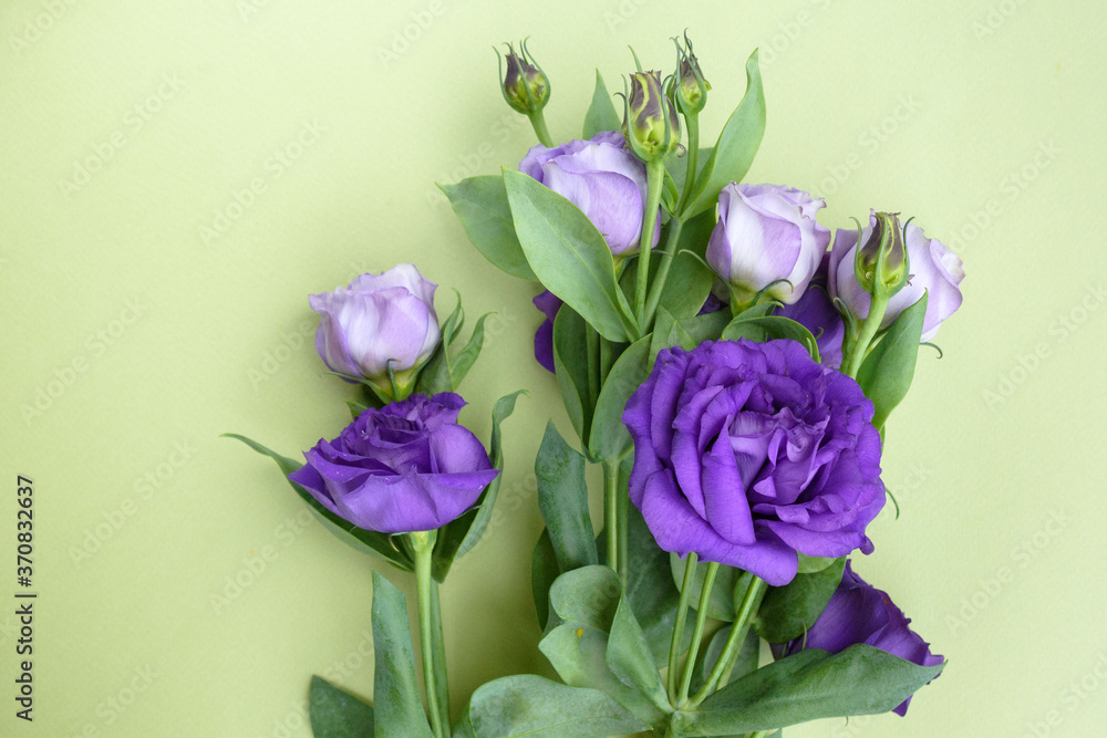 Purple roses on a green background. Unusual flowers Eustoma for a gift. Purple roses on a green background. Unusual flowers Eustoma for a gift.