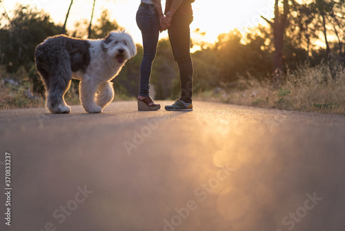 Side view of cropped unrecognizable serene girlfriend and boyfriend standing on roadway with Old English Sheepdog and enjoying amazing sunset in summer
