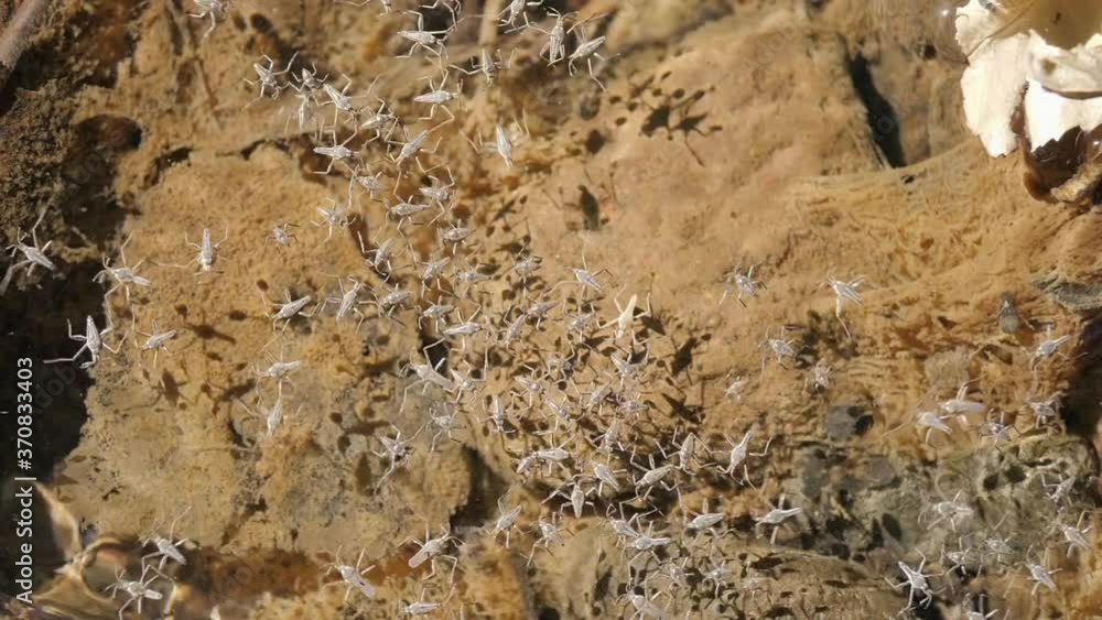 Water Strider Hatch on Creek Slow Motion Water Strider Hatch on Creek Slow Motion