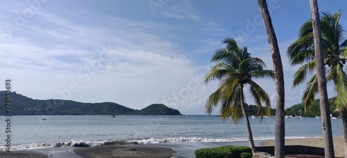 palm trees on the beach