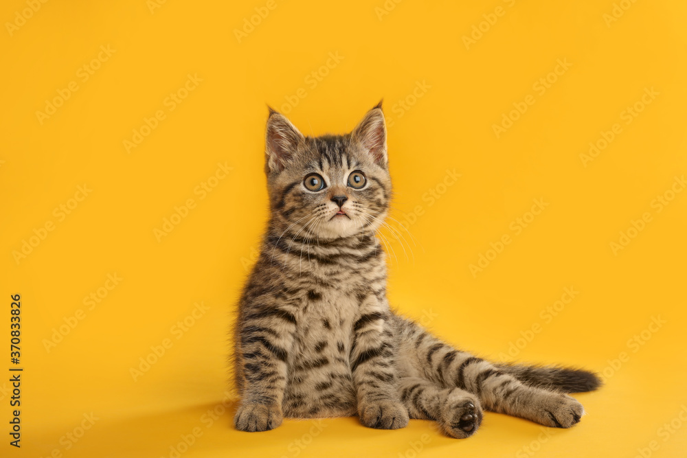 Cute tabby kitten on yellow background. Baby animal
