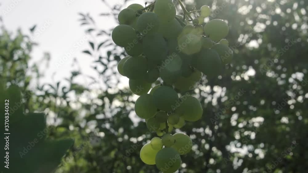Bunches of fresh ripe white green grapes with green leaves. Vineyard at harvest time in autumn day at farm Bunches of fresh ripe white green grapes with green leaves. Vineyard at harvest time in autumn day at farm
