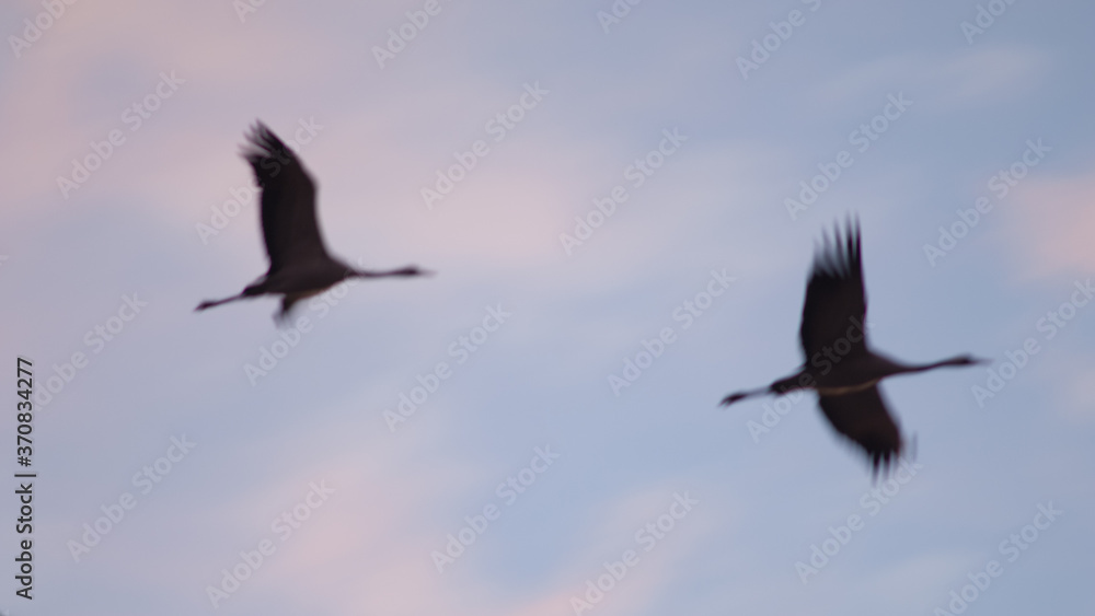 Common cranes Grus grus in flight at dawn. Bello. Teruel. Aragon. Spain. Common cranes Grus grus in flight at dawn. Bello. Teruel. Aragon. Spain.
