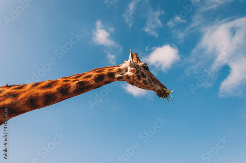 From below of cute giraffe with green grass in mouth standing against blue cloudy sky in sunny day photo