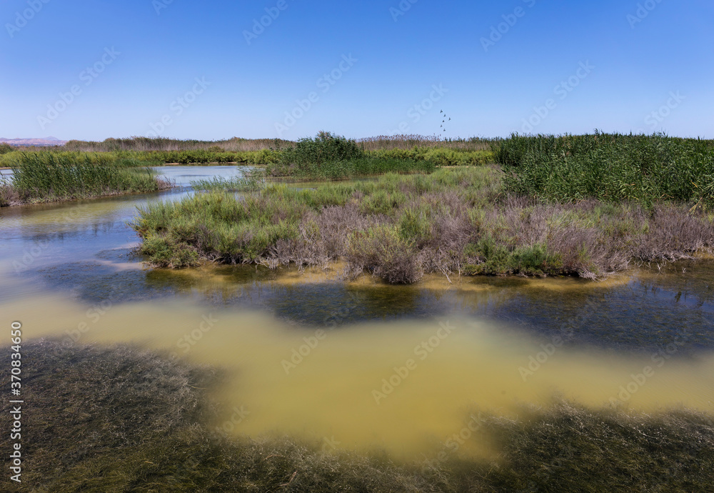 A swamp and water landscape with reeds. The nature reserve is called El Hondo and is near Elche. The sun is shining and the sky is blue. A flock of birds flies.