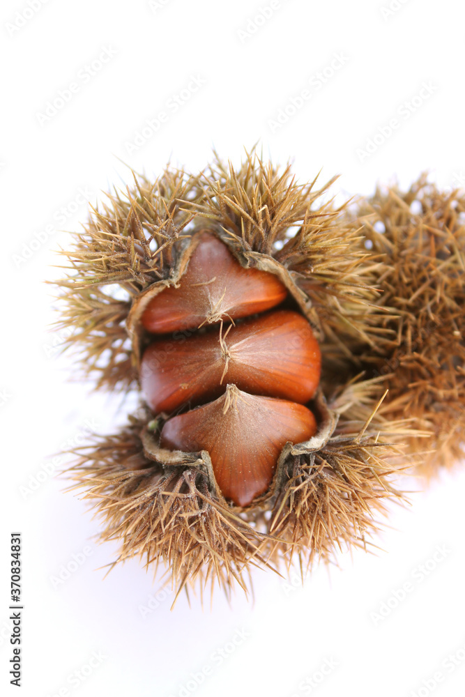 empty chestnut bur and chestnut isolated white background empty chestnut bur and chestnut isolated white background