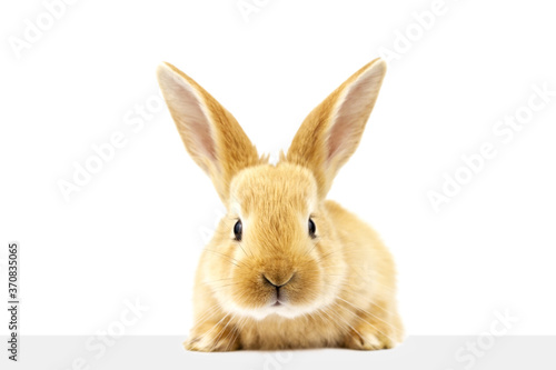 Ginger rabbit peeks out at the banner. Photo of a fluffy pet on a white background. Soft focus. Close up © Евгений Гончаров