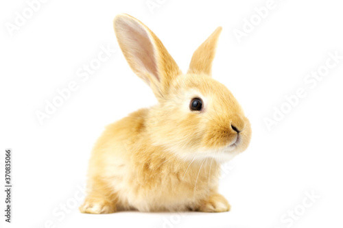 Head of a red-haired rabbit with lowered ears isolated on a white background. Easter concept.