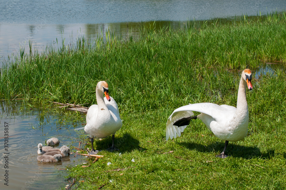Obraz premium pair of swans with little swans