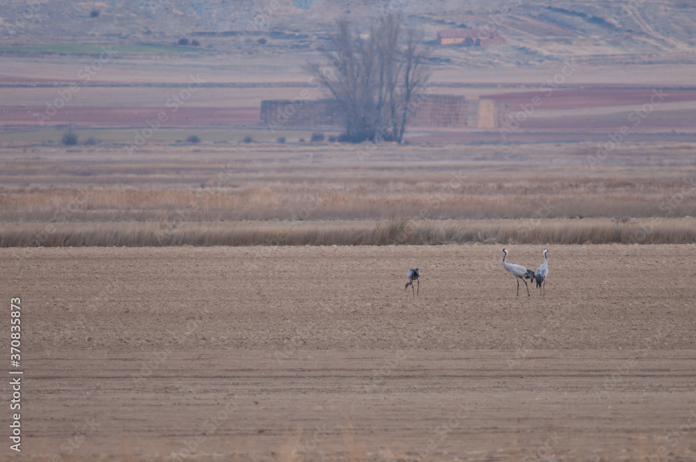 Common cranes Grus grus. Gallocanta Lagoon Natural Reserve. Aragon. Spain.