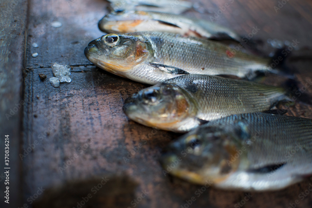 pesca, fishing, pez, amazonas pesca, fishing, pez, amazonas