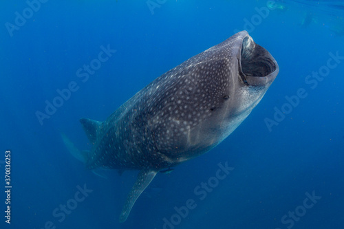 Whale Shark swimming in Mexico © shanemyersphoto