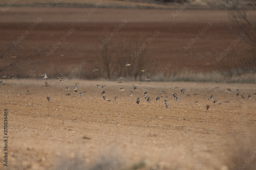 Common linnets, rock sparrows, Eurasian tree sparrows and European goldfinches in flight. Gallocanta Lagoon Natural Reserve. Aragon. Spain. Common linnets, rock sparrows, Eurasian tree sparrows and European goldfinches in flight. Gallocanta Lagoon Natural Reserve. Aragon. Spain.