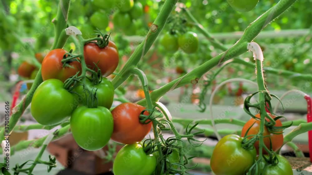 Fresh tomatoes hanging on a branch in a greenhouse. Green and red tomatoes ripen. Industrial vegetable production. Modern farming. Agribusiness. Chemical free no GMO Fresh tomatoes hanging on a branch in a greenhouse. Green and red tomatoes ripen. Industrial vegetable production. Modern farming. Agribusiness. Chemical free no GMO