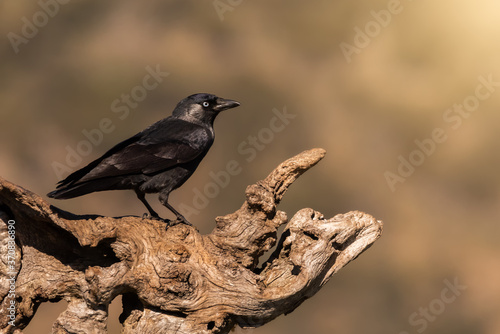 Wild jackdaw bird perched on a wooden trunk with a warm luminous background photo