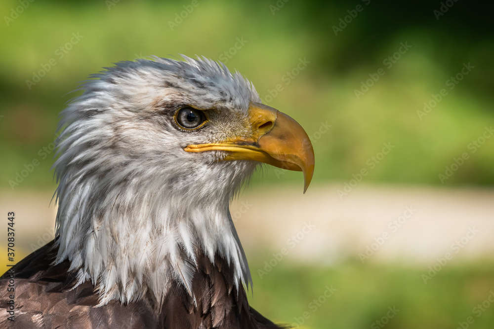 Closeup of head of bald eagle or Haliaeetus leucocephalus bird native to North America on blurred green environment background Closeup of head of bald eagle or Haliaeetus leucocephalus bird native to North America on blurred green environment background