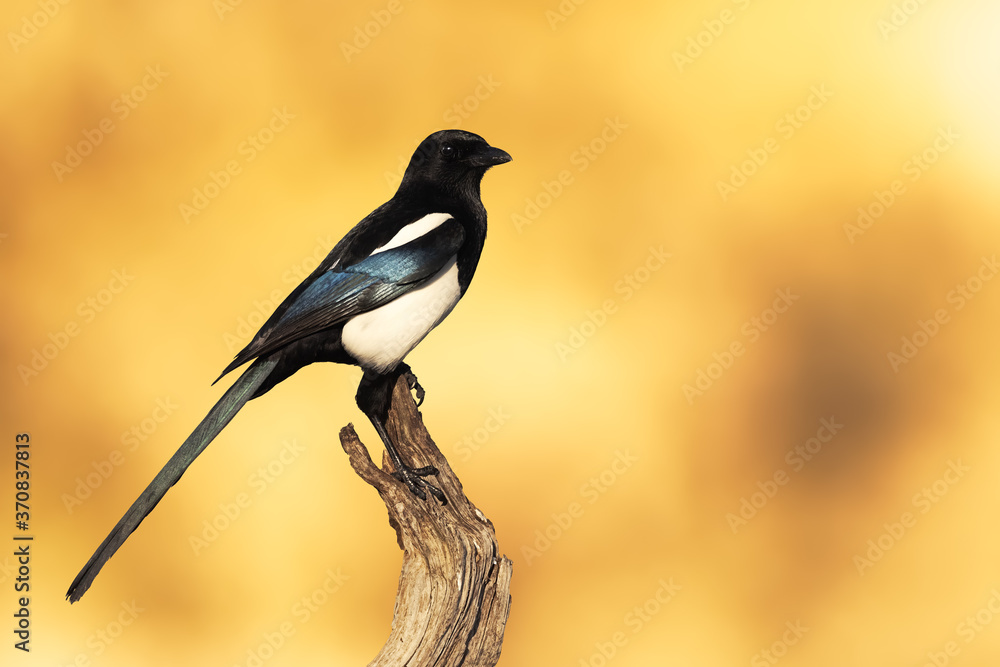 Wild magpie perched on a branch with a yellow sunrise background Wild magpie perched on a branch with a yellow sunrise background