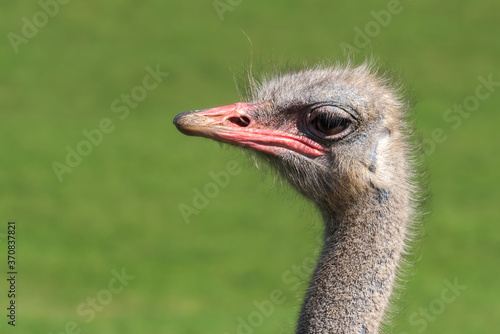 Closeup of head of cute wild common ostrich bird with red beak standing against blurred green background in nature