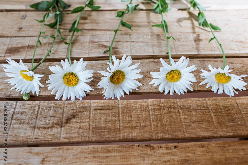 Obraz premium white flowers lie on a wooden table on a white background in the interior, chamomile