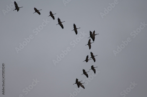Common cranes Grus grus in flight. Gallocanta Lagoon Natural Reserve. Aragon. Spain. © Víctor