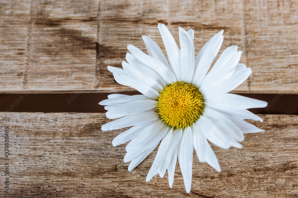 Obraz premium white flower on a wooden table, chamomile