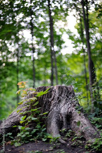 le tronc d'un arbre dans la forêt photo