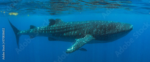 Whale Shark swimming in Mexico