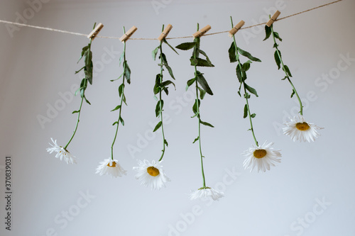 white flowers with light wooden clothespins on a craft cord on a white background, hanging flowers on a string in the interior