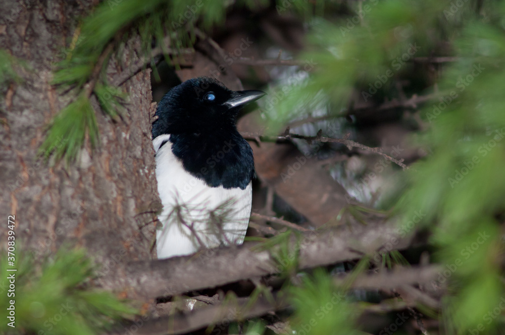 Obraz premium Eurasian magpie Pica pica on a tree. Europa Square. Huesca. Aragon. Spain.